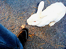 still life with my foot and bunny