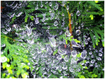 dew drops on the spider web on a green green shrub outside my doorstep, waiting for the sun to come out and dry up all the rain, humid and bright 