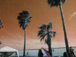 off-hued palms