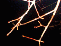 branches.
