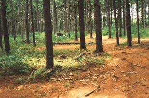 The Rally Course
