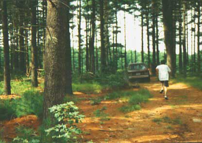 To the Trees!